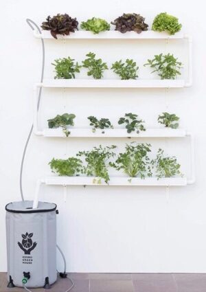 Así de fácil es Plantar tomates - CON VIDEOS Huerto tomateras vertical