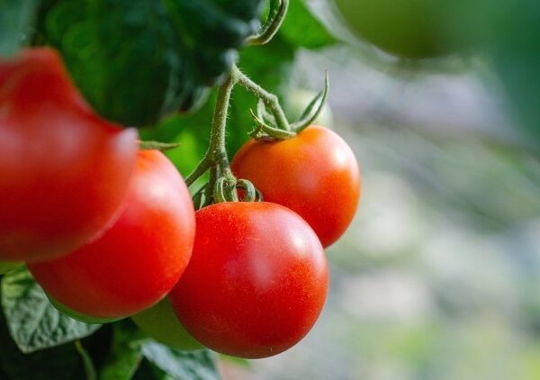 Así de fácil es descubrir los beneficios del tomate: una breve guía sobre cómo utilizarlos. beneficios del tomate