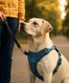 arnés perro